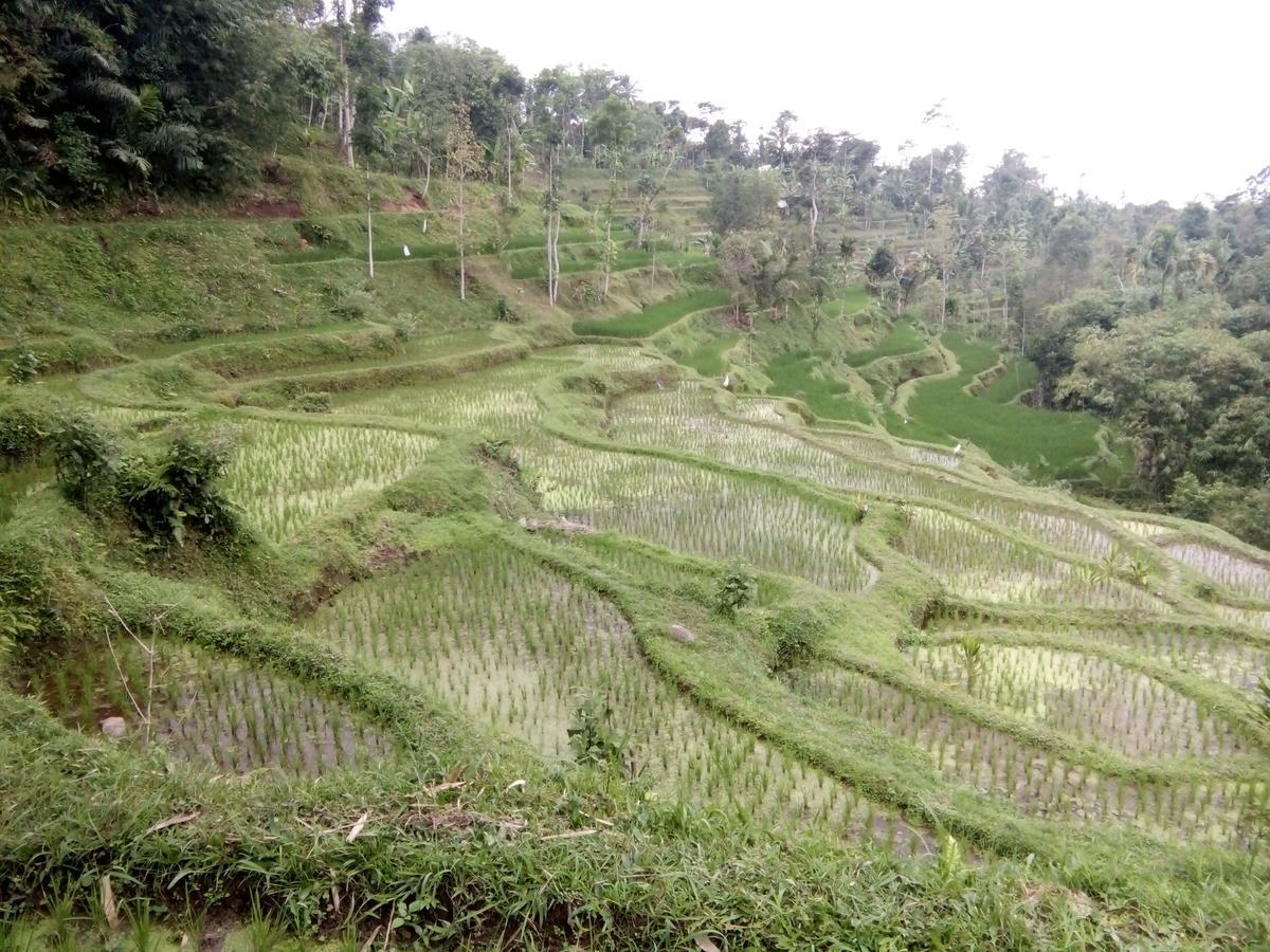 Tetebatu Terrace Homestay ภายนอก รูปภาพ