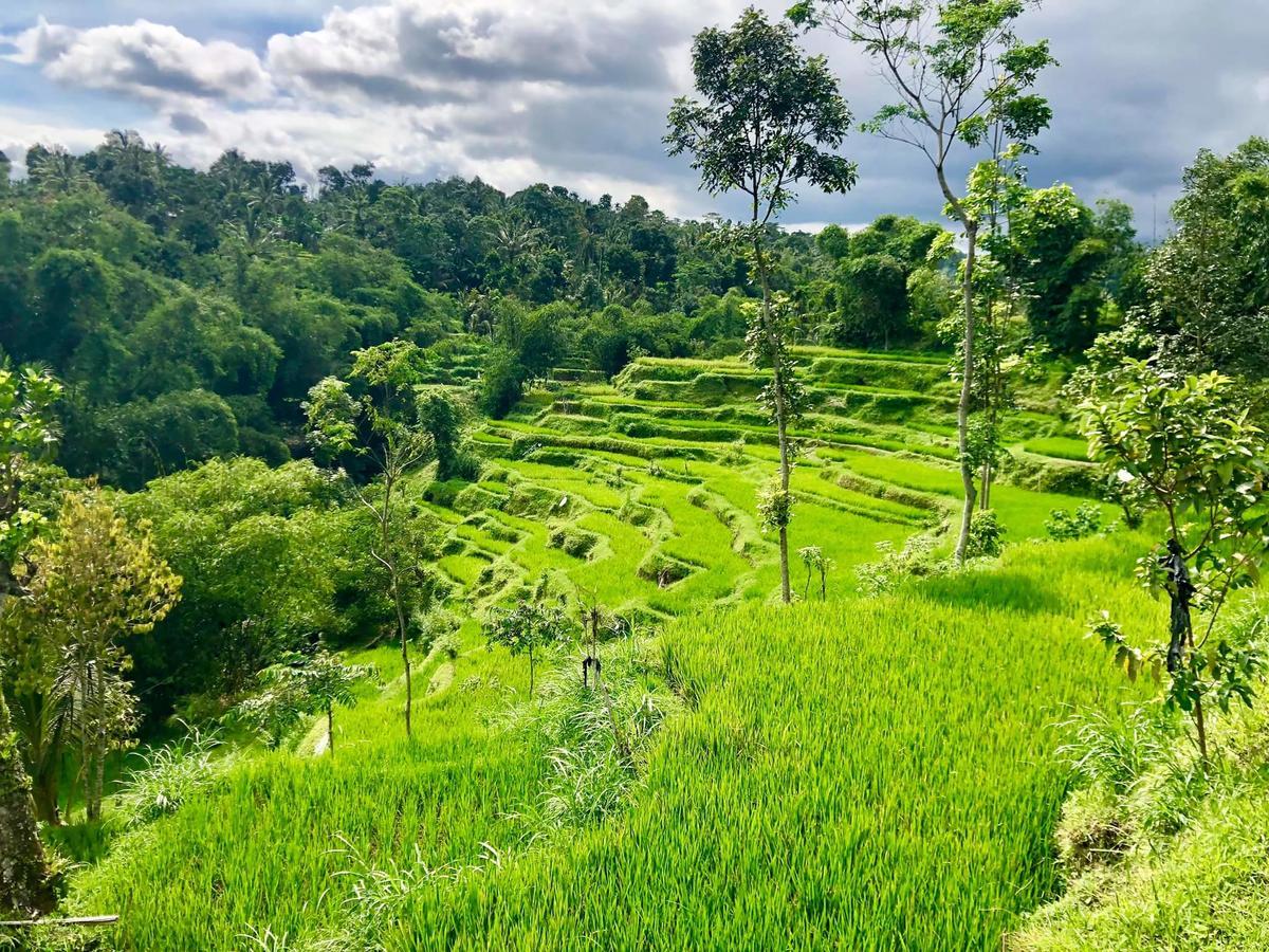 Tetebatu Terrace Homestay ภายนอก รูปภาพ
