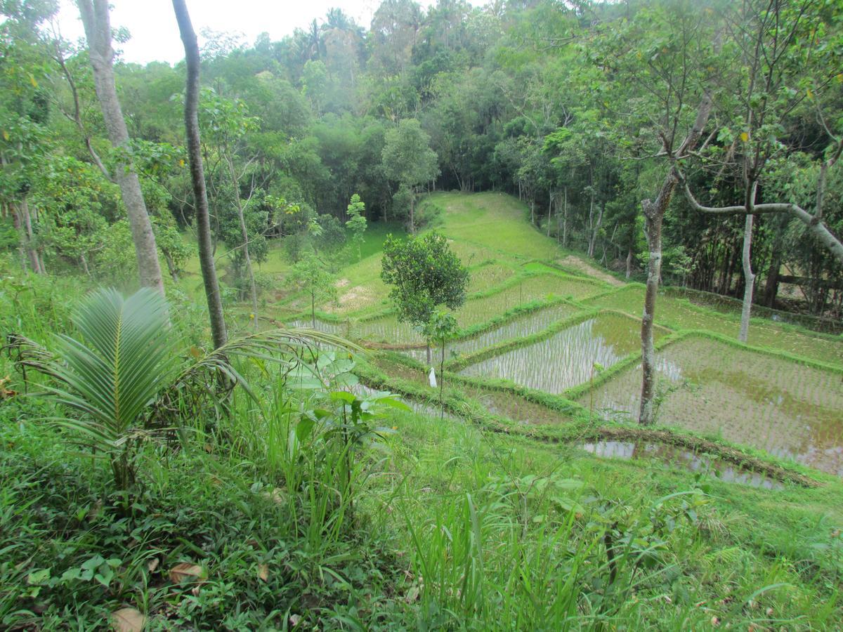 Tetebatu Terrace Homestay ภายนอก รูปภาพ
